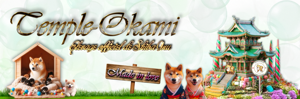 canvas shiba 2026